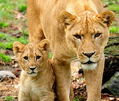 A lioness and her cub. Links to Tangible Personal Property