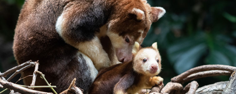 Tree Kangaroo with a baby