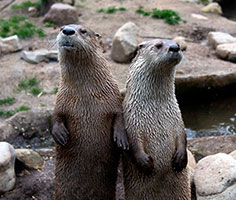 Two sea otters. Links to Gifts of Cash, Checks, and Credit Cards