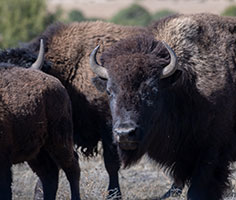 Group of American Bisons. Links to Gifts from Retirement Plans